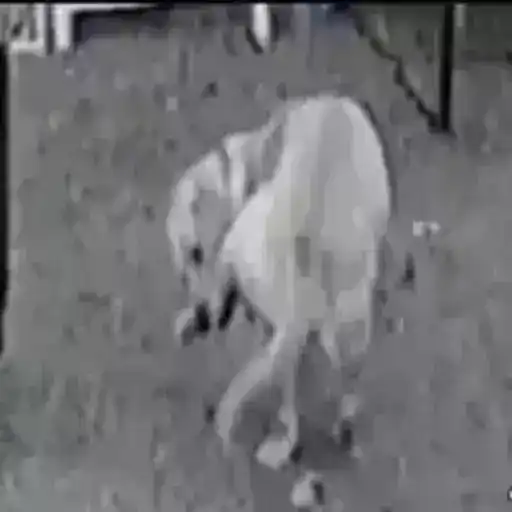 Figurinha: Cachorro brincando com a bola