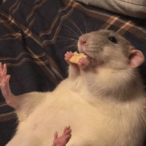 Figurinha: Rato comendo biscoito