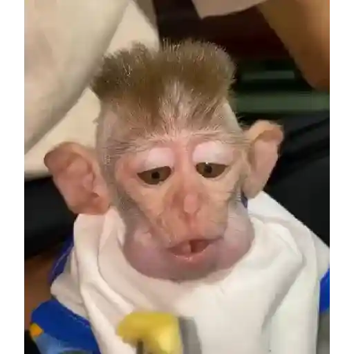 Figurinha: Macaco comendo banana