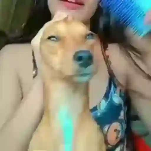 Figurinha: Cachorro sendo penteado