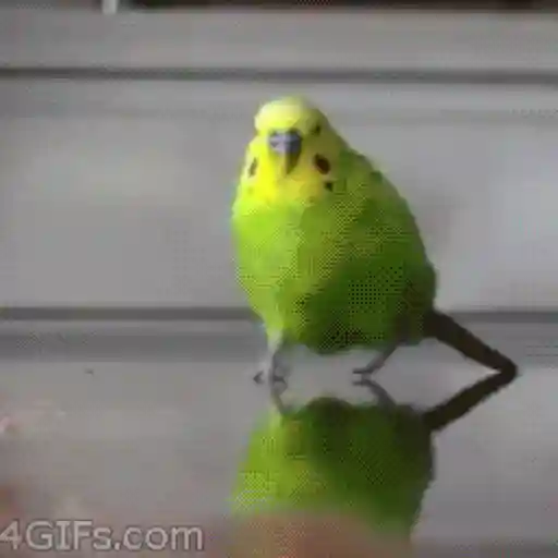 Figurinha: Periquito dançando