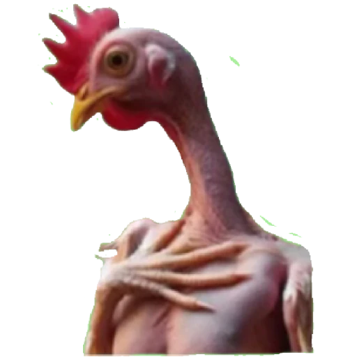 Figurinha: Galinha Pelada Engraçada