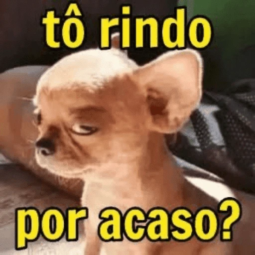 Figurinha: Cachorro diz "tô rindo por acaso?"