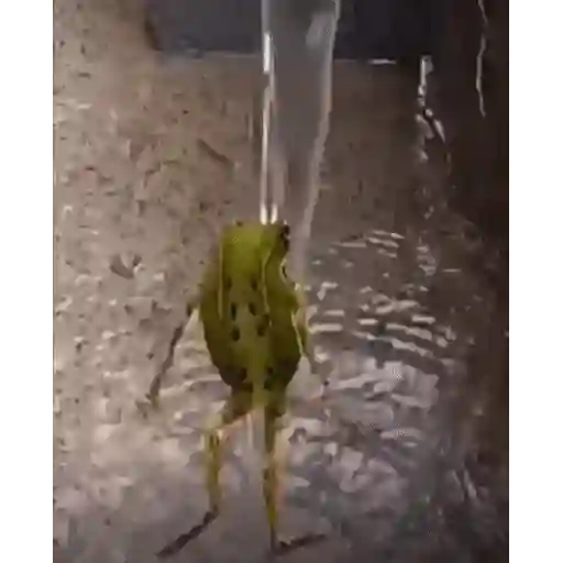 Figurinha: Sapo feliz dançando na chuva