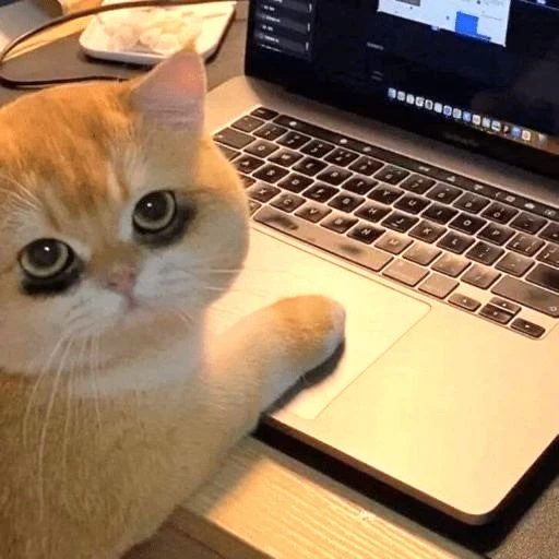 Figurinha: Gato no notebook