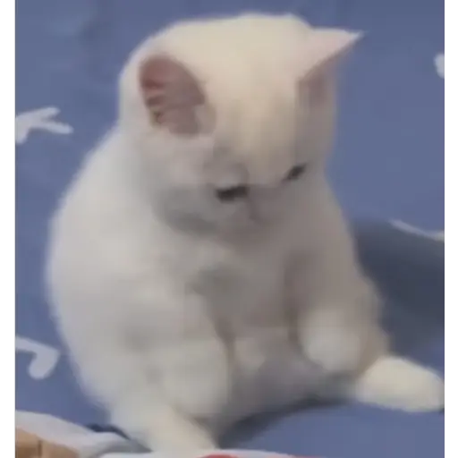 Figurinha: Gatinho branco triste
