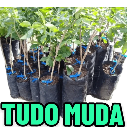 Figurinha: Tudo Muda