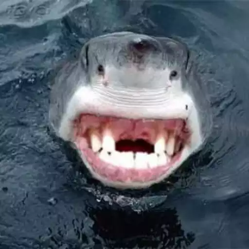 Figurinha: Tubarão com dentes faltando