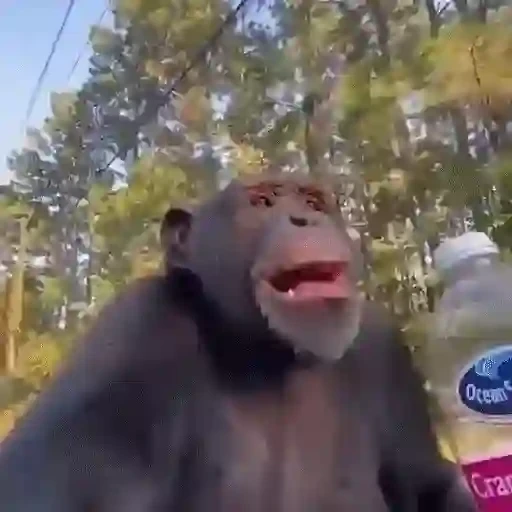 Figurinha: Chimpanzé bebendo suco