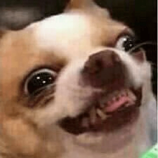Figurinha: Cachorro com cara de louco
