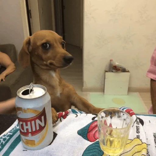 Figurinha: Cachorro olhando para a cerveja