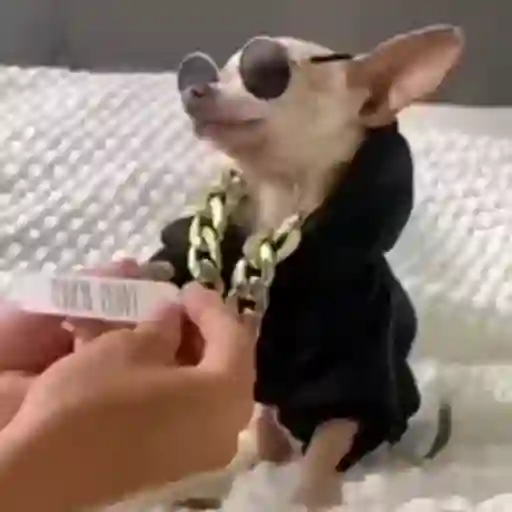 Figurinha: Cachorrinho dando um rolê