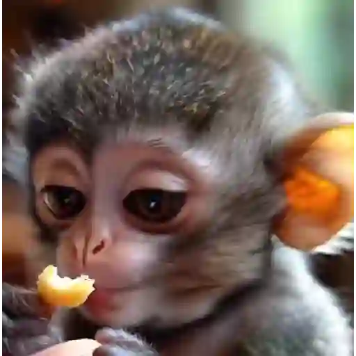 Figurinha: Macaco fofo comendo
