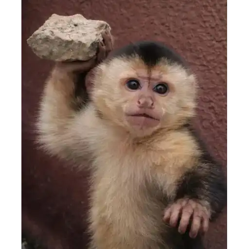 Figurinha: Macaco com pedra na cabeça