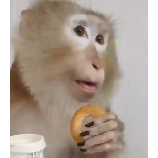 Figurinha: Macaco Come Biscoito