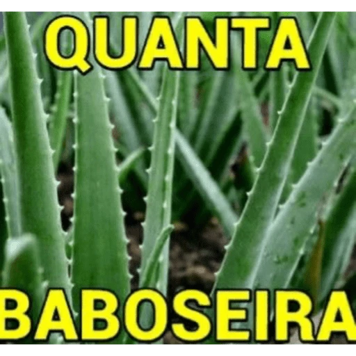 Figurinha: Quanta Baboseira