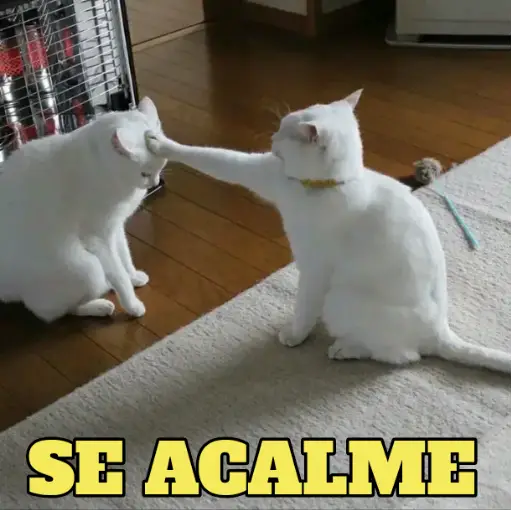 Figurinha: Gato batendo em outro gato