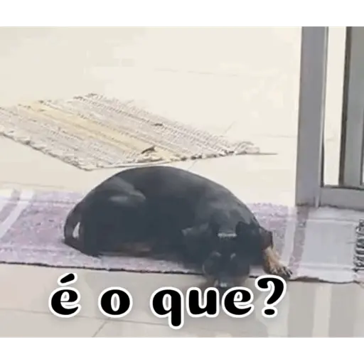 Figurinha: Cachorro confuso