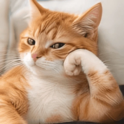 Figurinha: Gato Pensativo