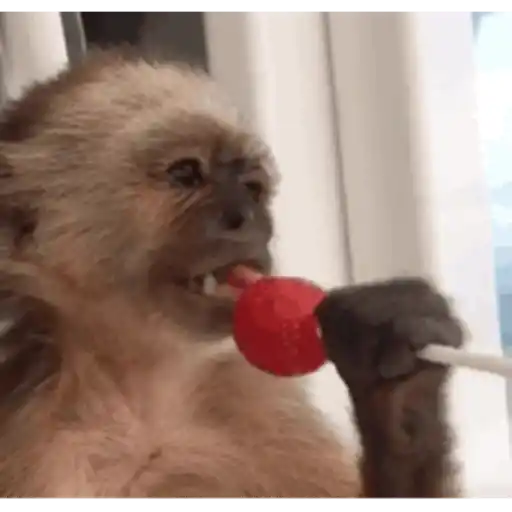 Figurinha: Macaco com pirulito