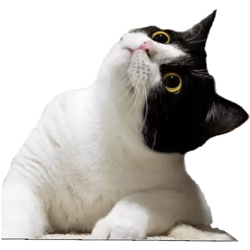 Figurinha: Gato Curioso
