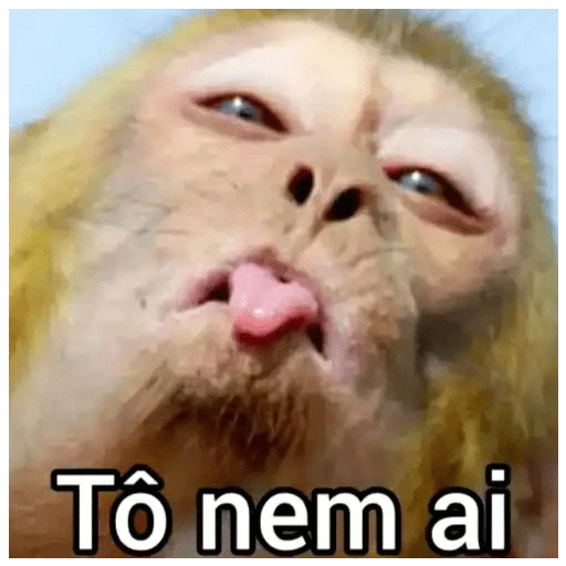 Figurinha: Macaco diz: Tô nem aí