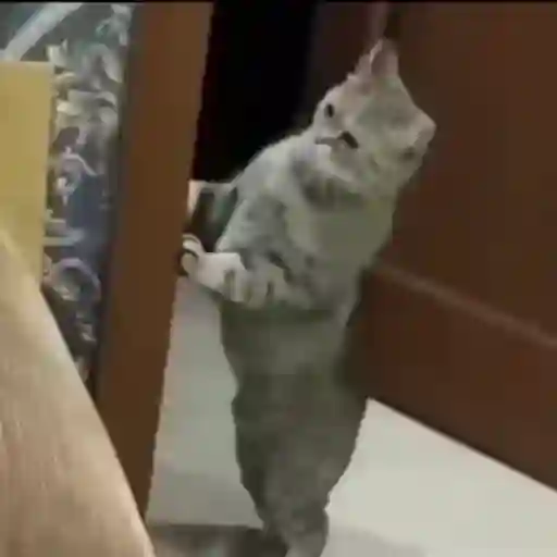 Figurinha: Gato dançando