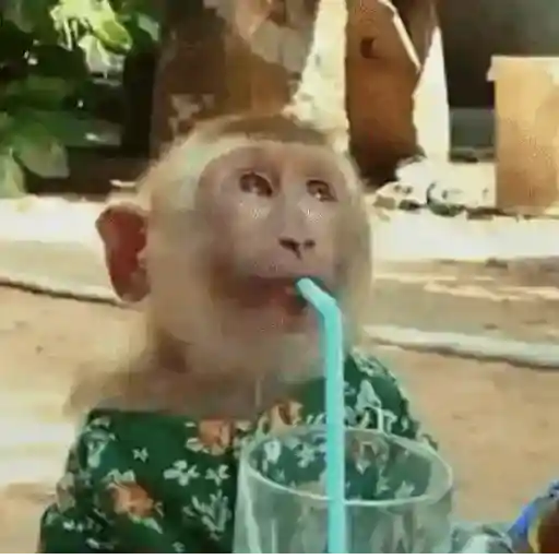 Figurinha: Macaco Bebendo Suco