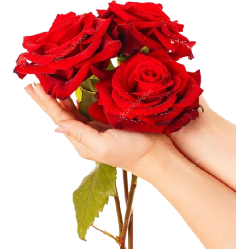 Figurinha: Mãos segurando rosas vermelhas