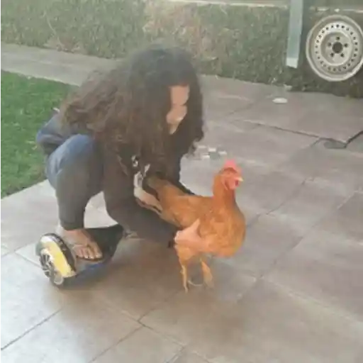 Figurinha: Patinando com a Galinha
