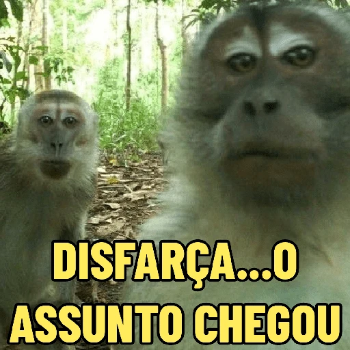 Figurinha: Macacos disfarçando