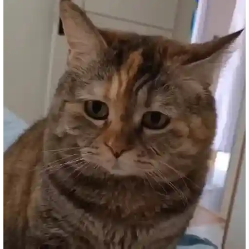 Figurinha: Gato Triste Olhando Para Baixo