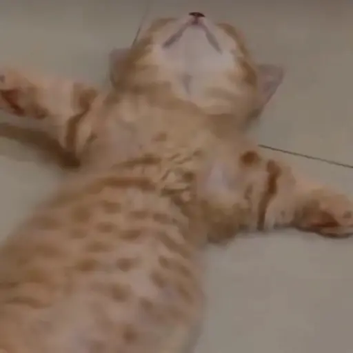 Figurinha: Gatinho deitado e relaxando