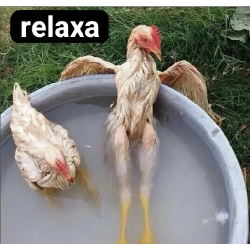 Figurinha: Galinha Relaxa