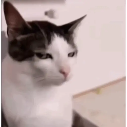 Figurinha: Gato Julgador