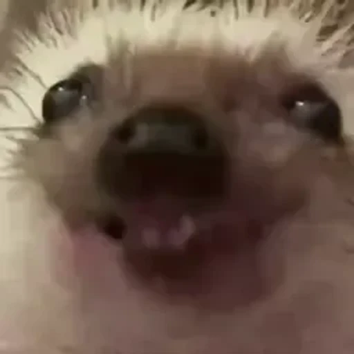 Figurinha: Hedgehog Engolindo