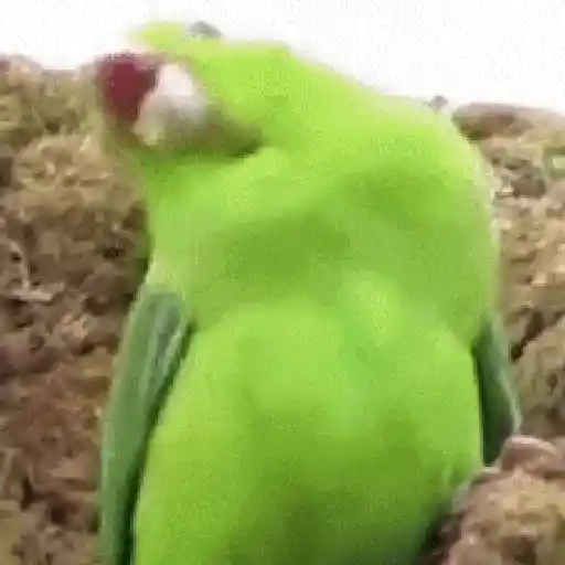 Figurinha: Papagaio Gritando