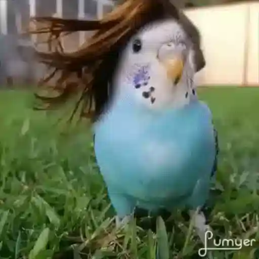 Figurinha: Periquito com cabelo ao vento