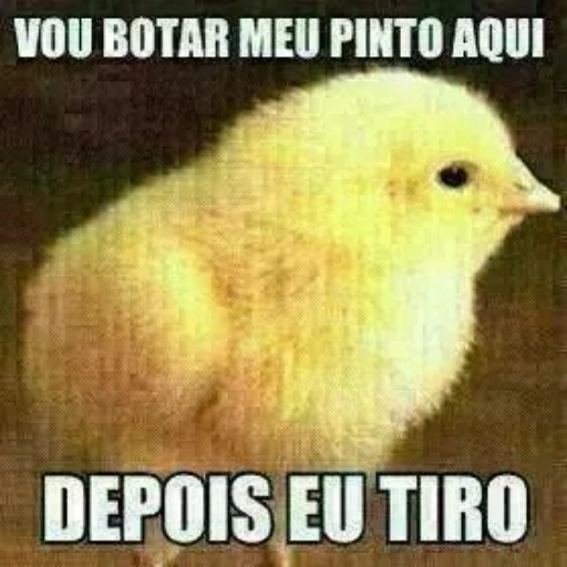 Figurinha: Pinto curioso