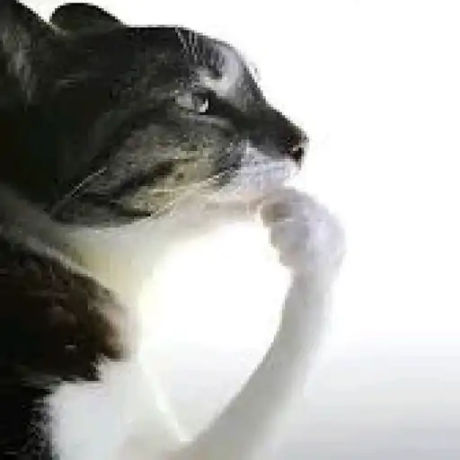 Figurinha: Gato pensador