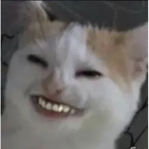 Figurinha: Gato com dentes de humano
