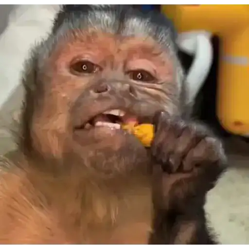 Figurinha: Macaco comendo salgadinho