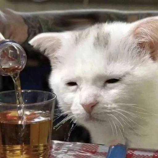 Figurinha: Gato triste bebendo