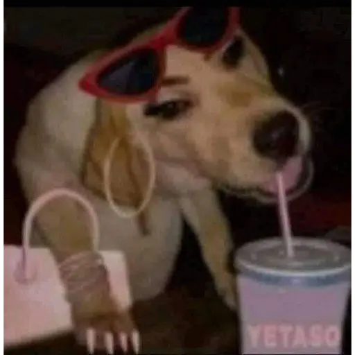 Figurinha: Cachorro fashion bebendo drink