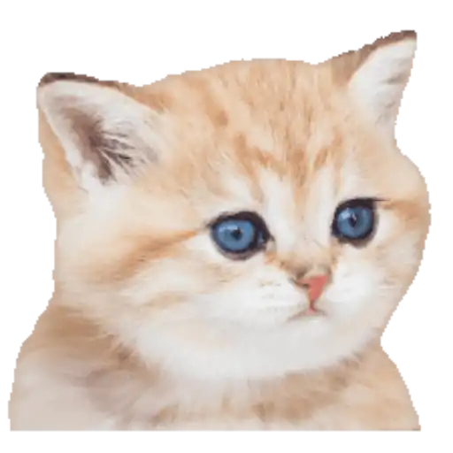 Figurinha: Gatinho olhano para cima