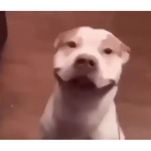 Figurinha: Cachorro Sorridente