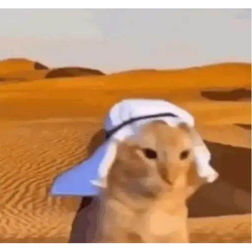Figurinha: Gato no Deserto