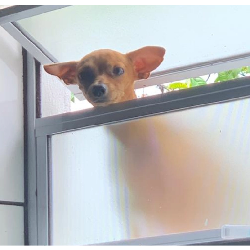 Figurinha: Cachorro olhando pela janela