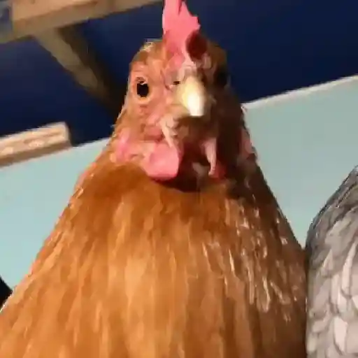 Figurinha: Galinha Curiosa