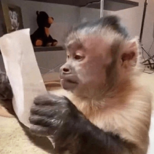Figurinha: Macaco lendo